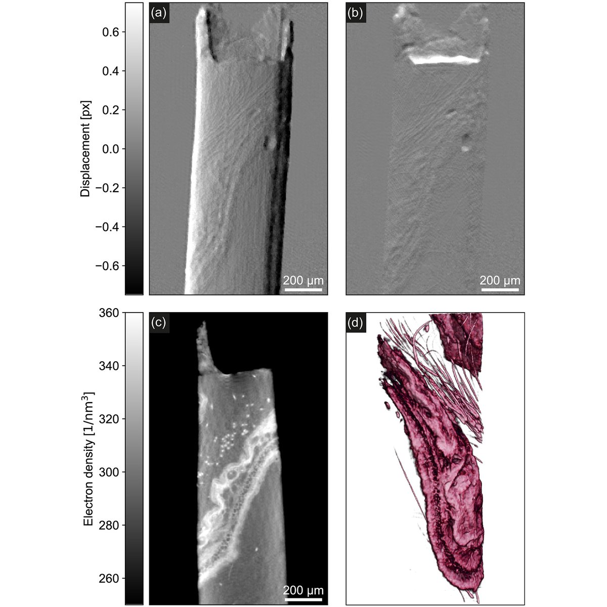 OpticaPubsGroup's tweet photo. Via #OPG_Optica: Near-perfect efficiency in X-ray phase microtomography https://t.co/klZqJuI8oz #PhaseContrast #Lithography @TU_Muenchen https://t.co/QPdlqsGFwL