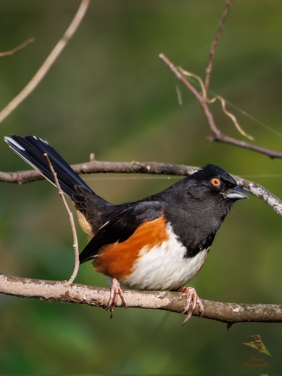 Avian Stalker tweet media