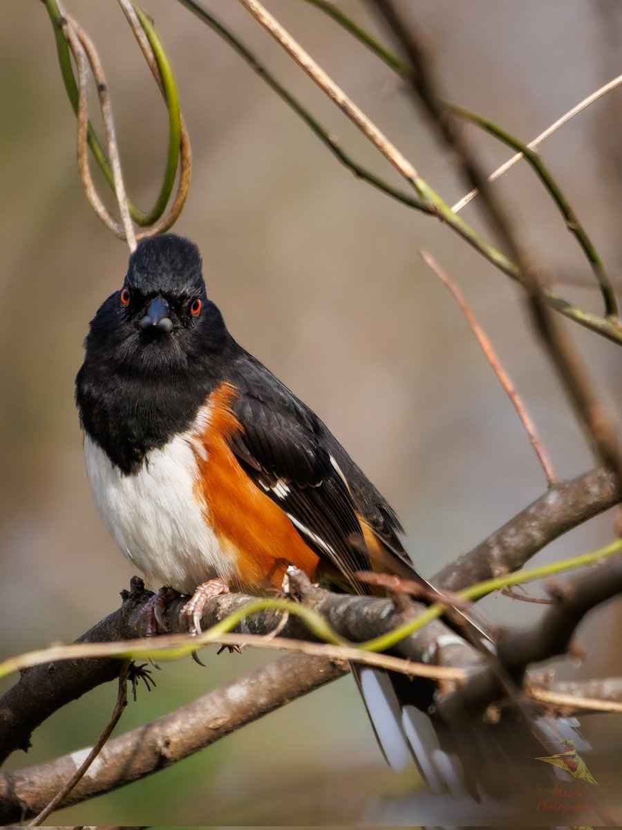 Avian Stalker tweet media