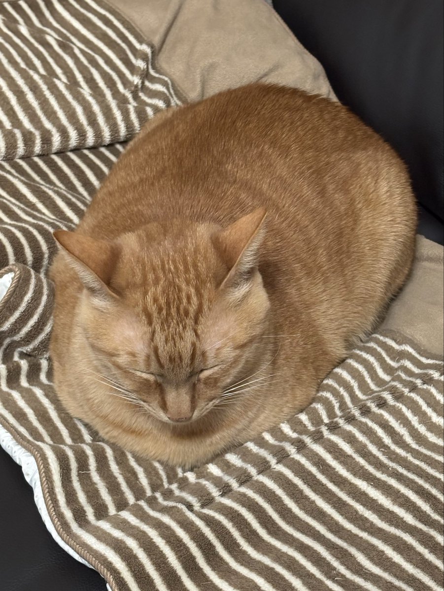 📌𝕏コミュニティ𓃠猫၈集会場𓃠今日のニャンコ🐱