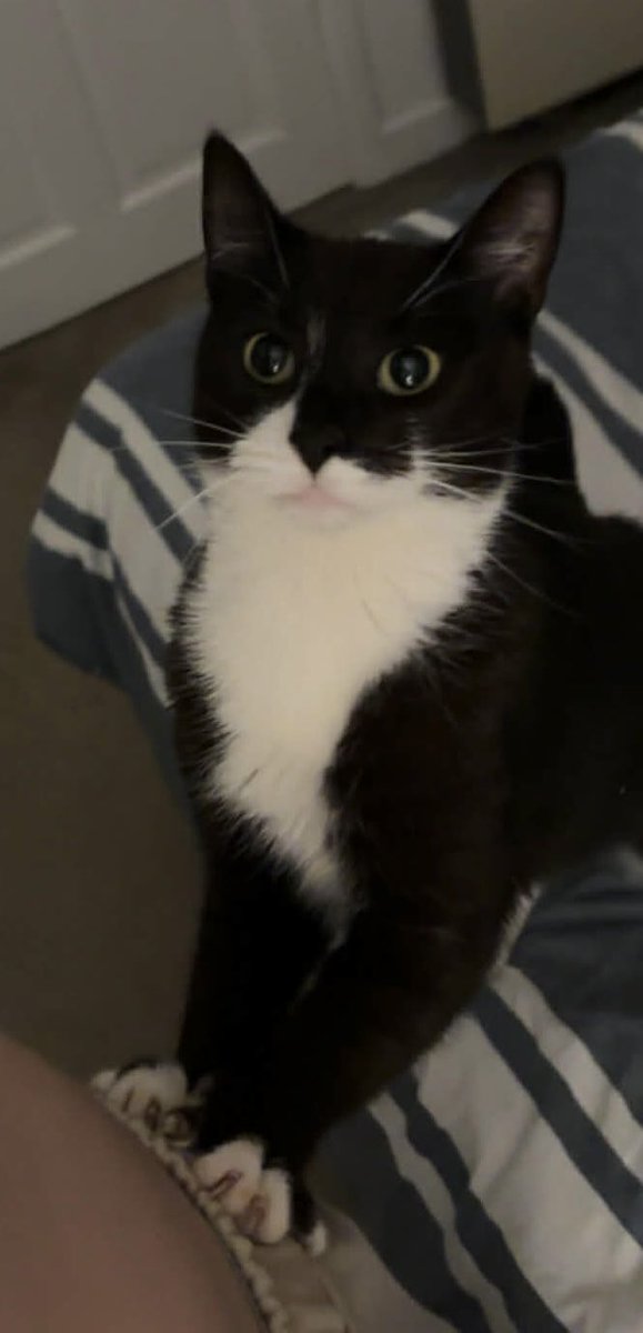 🕷️🌈🏳️‍⚧️MadCatLadyJules tweet media