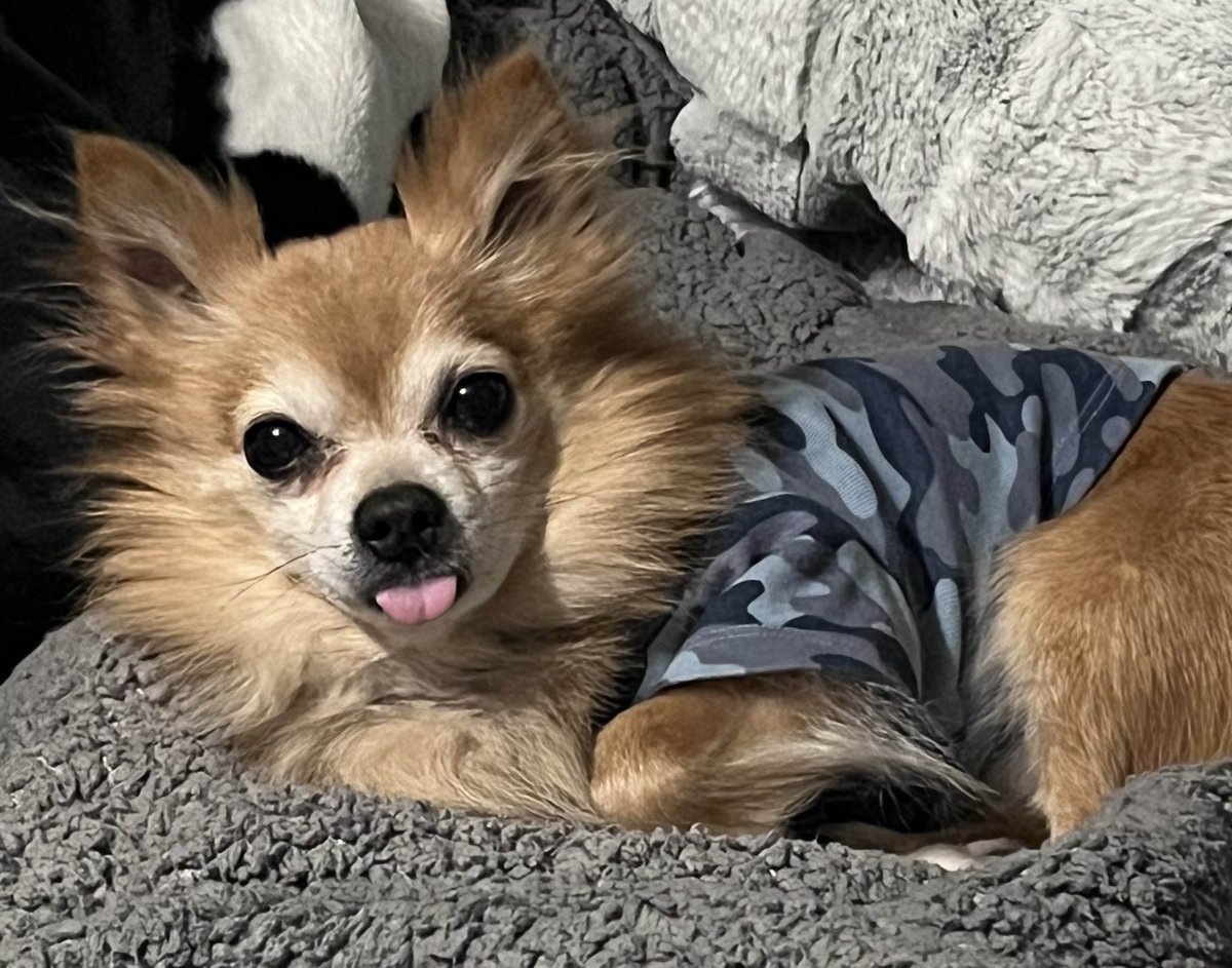 Hello random people of the internet please have pictures of the thing you sometimes hear screaming on my streams. I stream during his bedtime and he likes to remind my parents that it’s his bedtime very loudly… His name is Bear… 😅