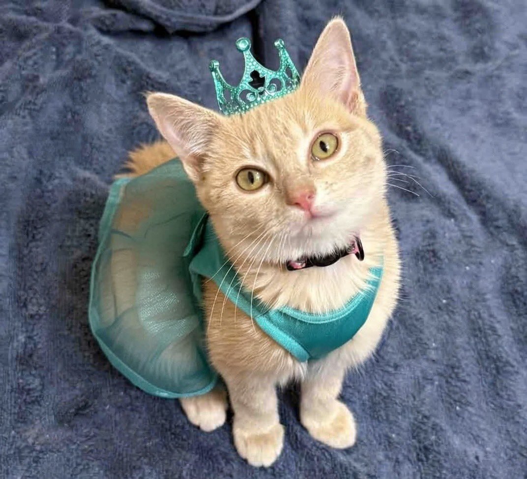 tealcrownse's tweet photo. there’s only one queen and she wears a teal dress. my kitty is so se4l👗🩵👑

goodluck @senior__elite tonight and this weekend! https://t.co/CywGkNgeIz