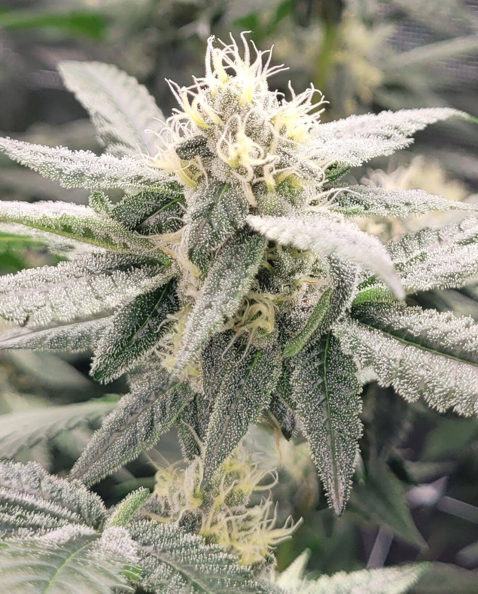 Sour Diesel Autoflower delivers energizing sativa vibes, stress-busting effects, and that unmistakable pungent citrus-fuel profile. Beginner-friendly, mold-resistant, big yields—9-10 weeks from seed to harvest. 

Shop here: cannabizseed.com/autoflowering-… 

#SourDiesel #MOSCHINO #THC