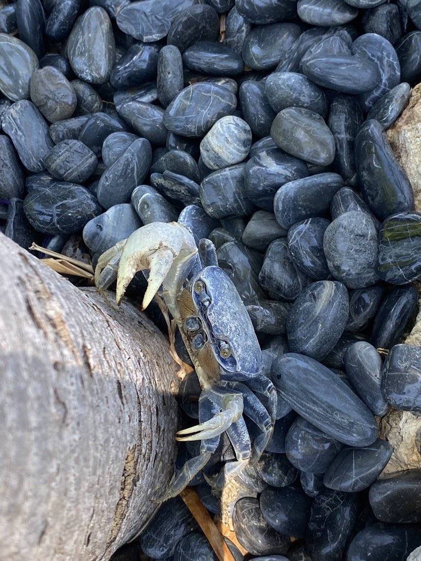 RacingToDisney's tweet image. Met a new friend today on Key Colony Beach. #KeysLife 🦀