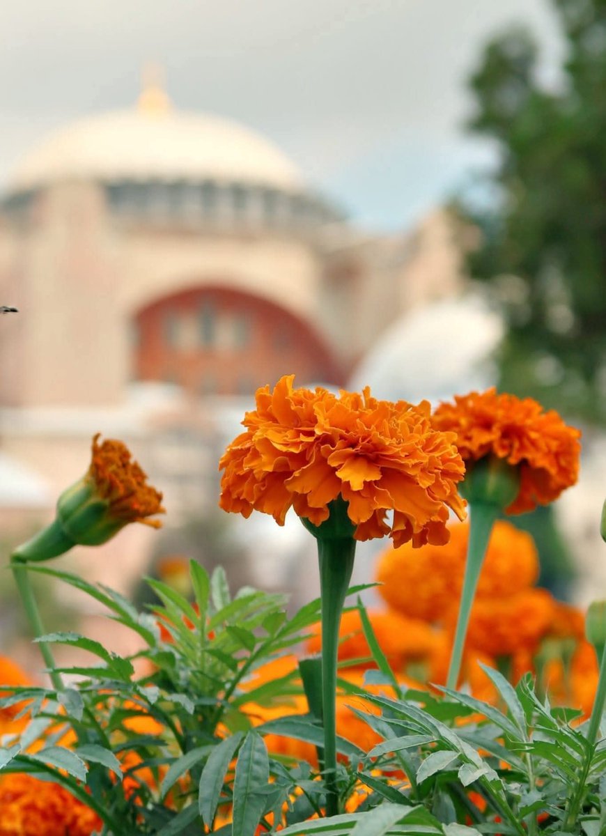 Duâ ettiğinde sevdiklerinle beraber kurda, kuşa, böceğe de duâ et…
Bilemezsin kim senden iყileşiყor,Seni kimler iყileştiriყor…