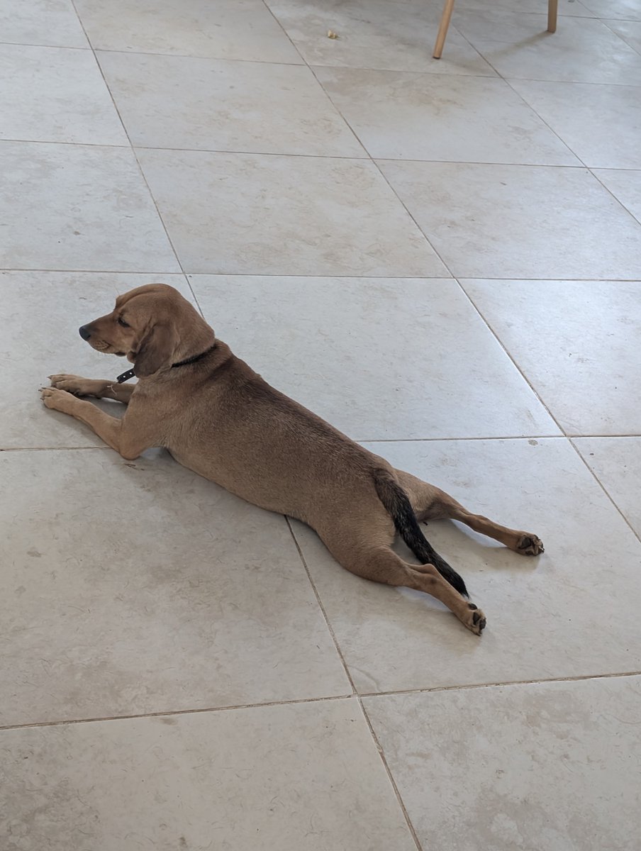 PMounou's tweet photo. Múuch aka la reine du #sploot
Ex-æquo avec Nestor ♥️😄
Le bidou bien au frais, c'est tout un art de vivre! 

#LesMounous #puppy #RescuedDog https://t.co/XU3D0SVac4