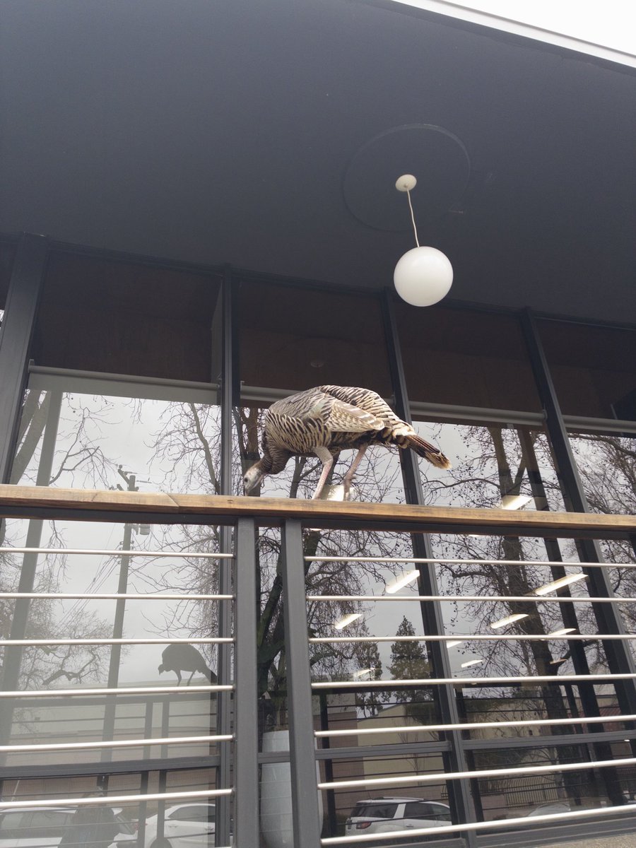 deflectioncoil's tweet image. #suffering #gettingshotin the head or whatever jesus christ #turkey