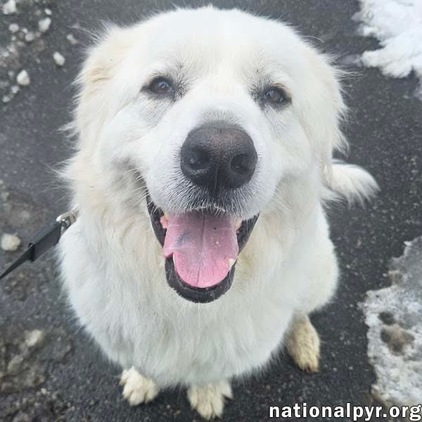RussianBerner's tweet image. Sharing 2 beautiful #GreatPyrenees pups up for adoption from the nationalpyr.org - 1/2 🧵

Gus is in Hillsborough, NJ 🥰😍 ***NEWLY LISTED FOR ADOPTION!***
Gus in NJ - Devoted Guardian Angel!

This sweet, 3-year-old shy boy is currently in boarding and ready to find his