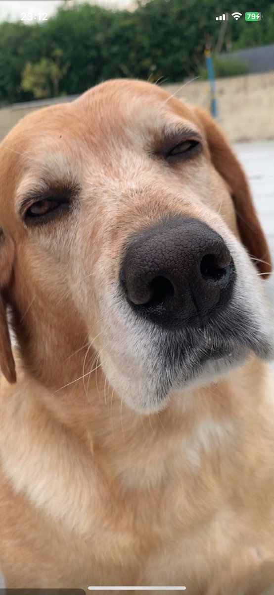 Corentin tweet media