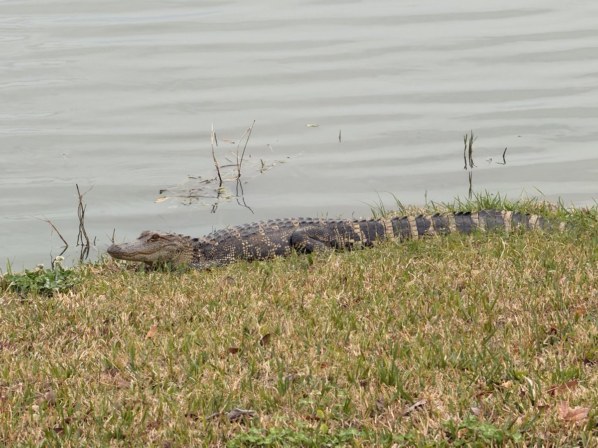 MeredithPaigeH's tweet photo. Spring will be here soonβ¦ π
The Gator π did not see its shadow.
#Florida #TypicalDay #Alligator ππΊπΈ https://t.co/YVzFJnyJin