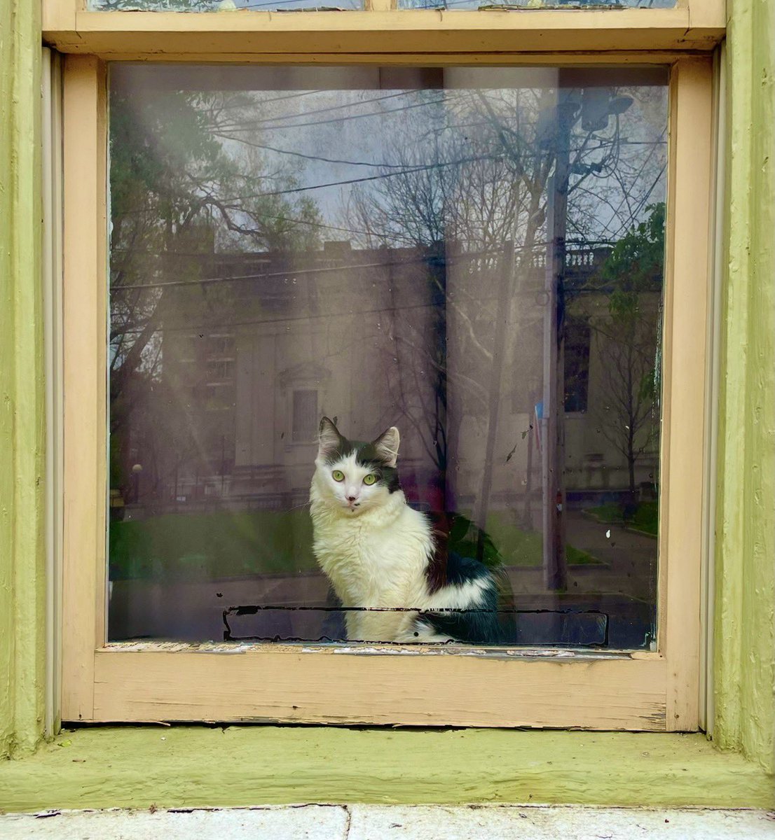 ProfDuff's tweet photo. Some more window cats of South Philadelphia. https://t.co/qmo4DlpfeC