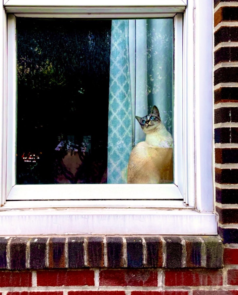Some more window cats of South Philadelphia.