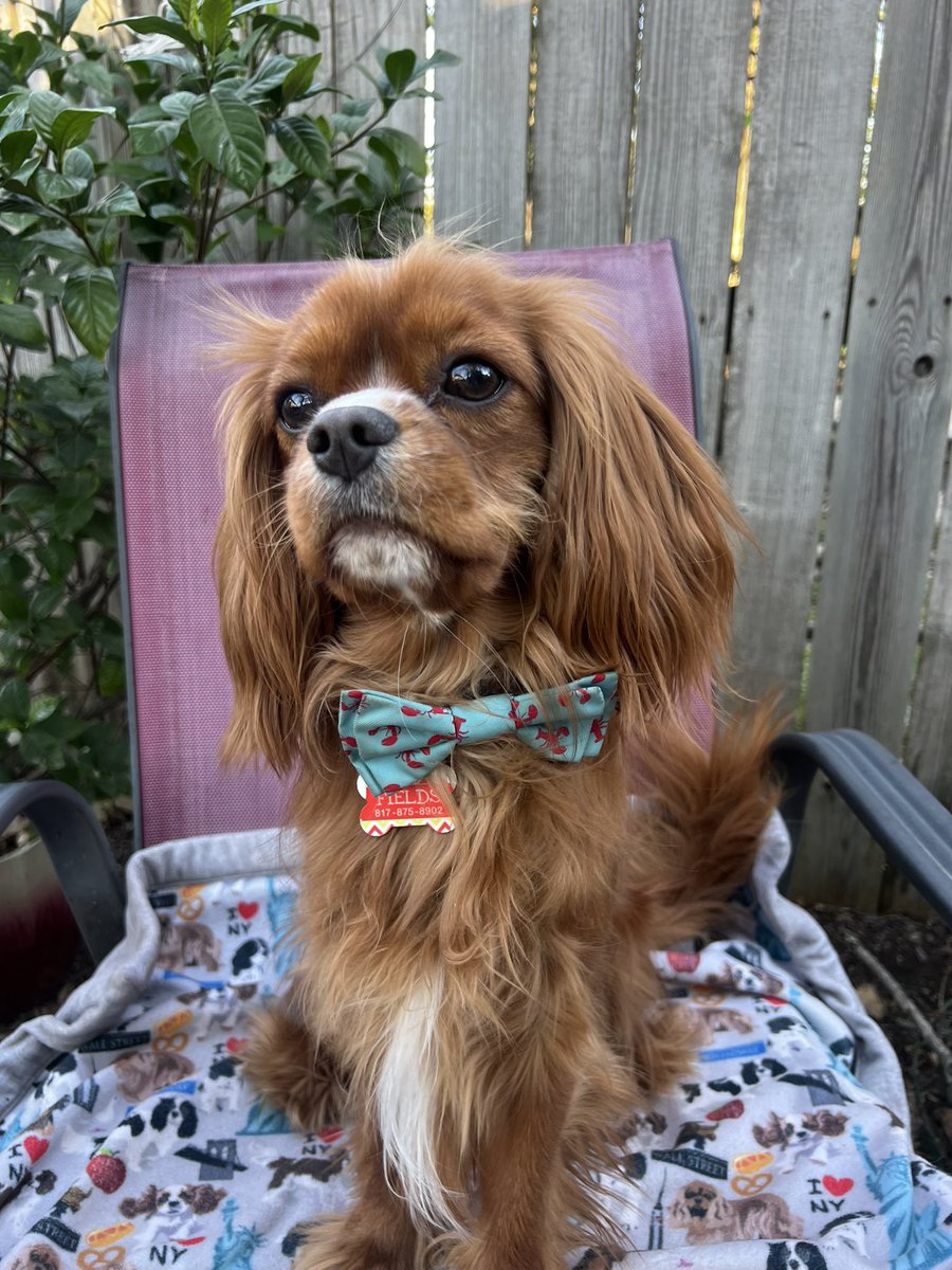 Lesley Fields tweet media