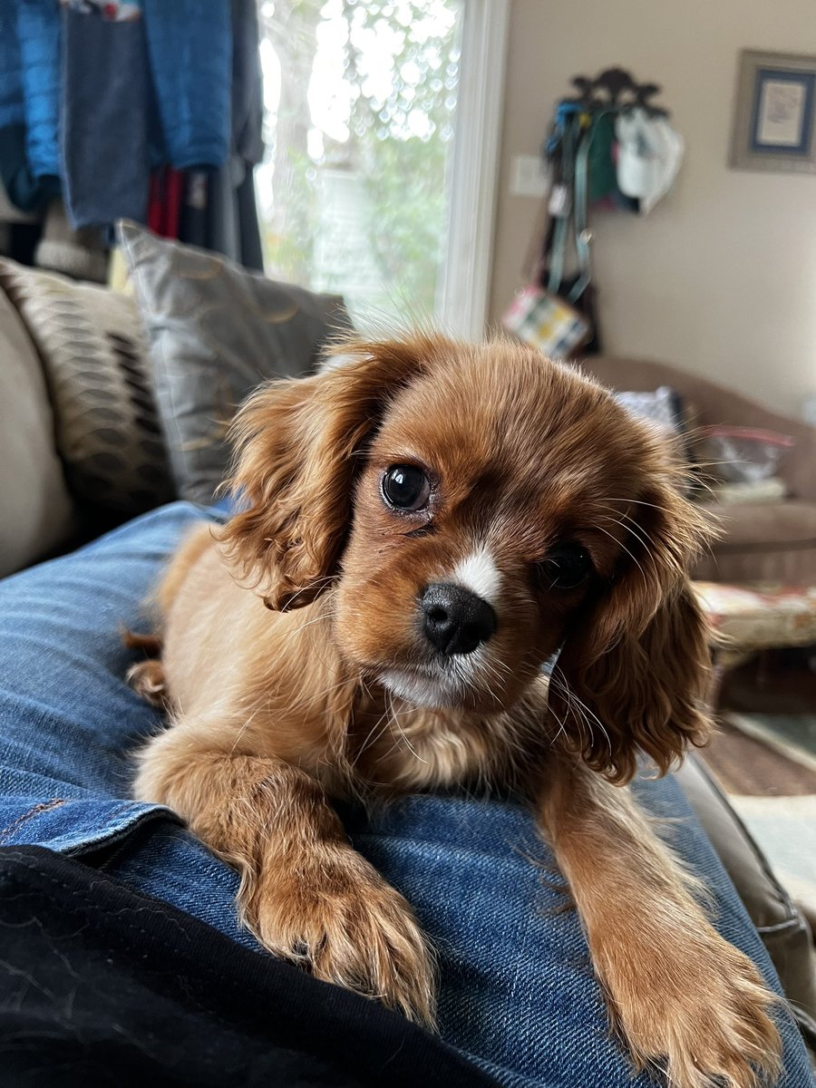 Lesley Fields tweet media