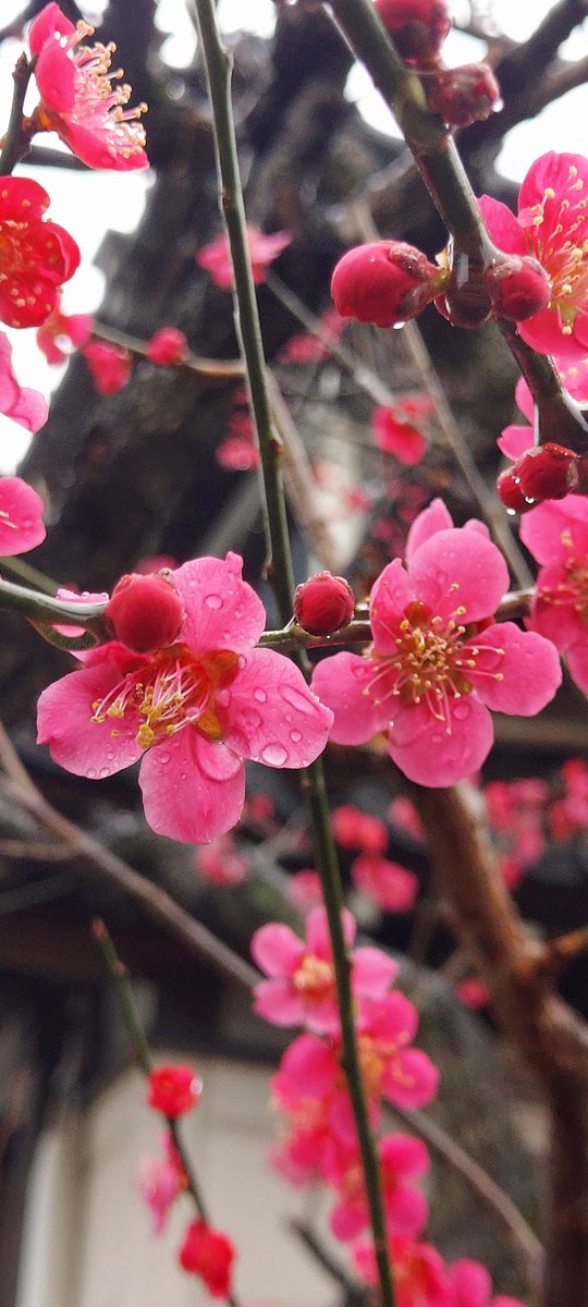☔雨降り☔
#雫
#花