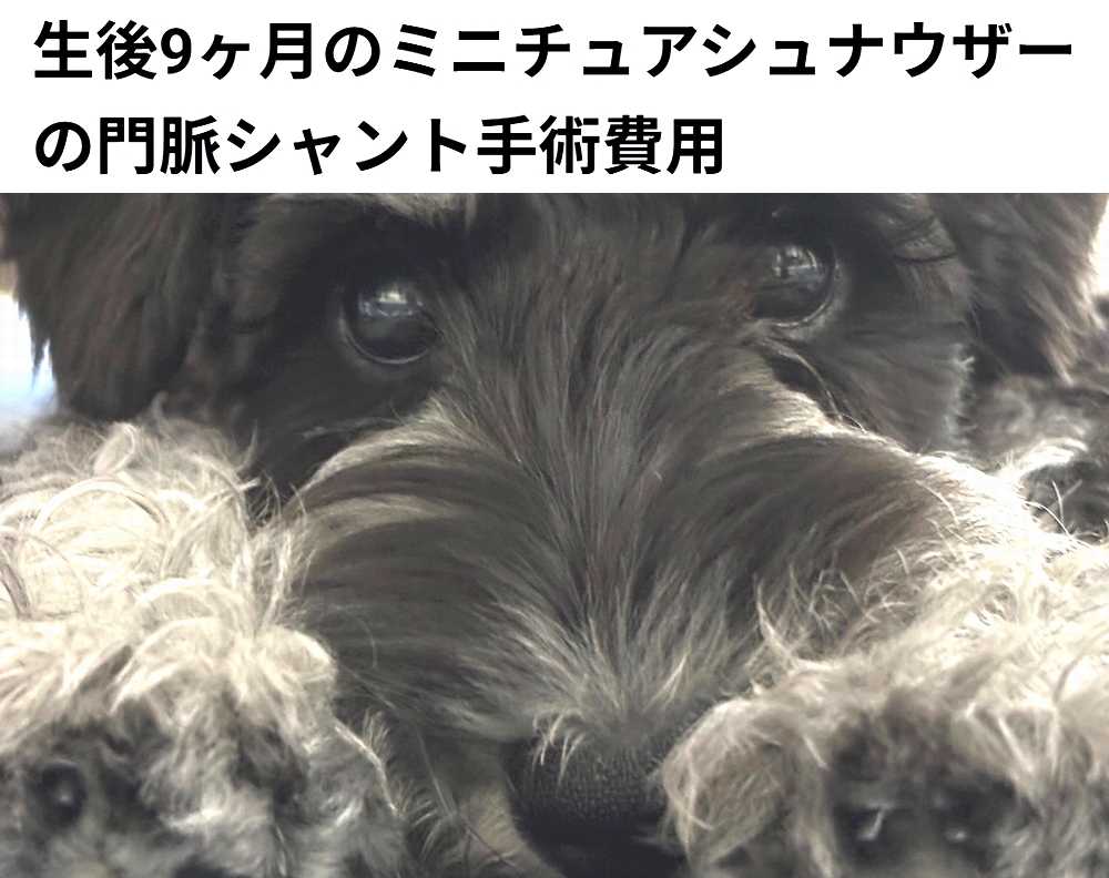 🆘#拡散希望🆘
ヴィッケ ちゃん の 門脈シャント手術費用 / 治療費のクラファンへの御協力お願いします🙇‍♂️
↓
readyfor.jp/projects/167721

本日23時終了です！
ですが、達成率28%(残り57万2千円)と、大変 厳しい状況です！
達成率が100%に達しないと支援金を頂けません。
ご支援お願い致します🙇‍♂️