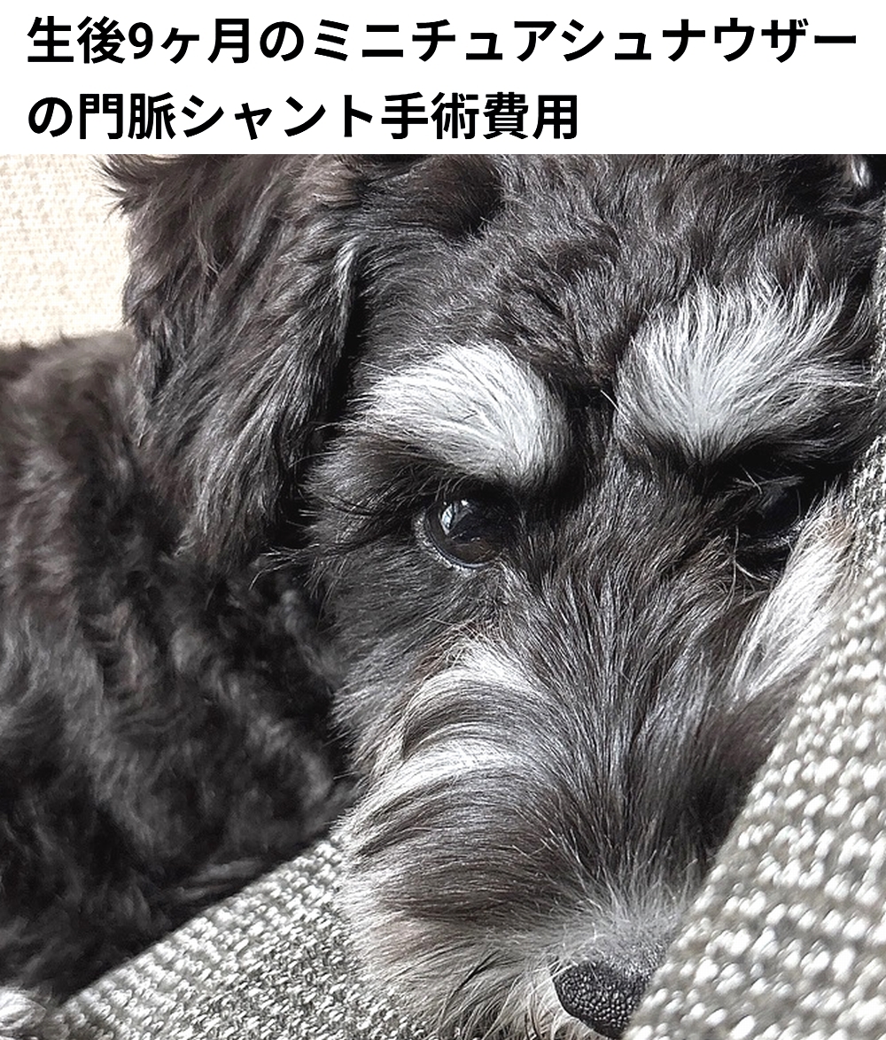 🆘#拡散希望🆘
ヴィッケ ちゃん の 門脈シャント手術費用 / 治療費のクラファンへの御協力お願いします🙇‍♂️
↓
readyfor.jp/projects/167721

本日23時終了です！
ですが、達成率28%(残り57万2千円)と、大変 厳しい状況です！
達成率が100%に達しないと支援金を頂けません。
ご支援お願い致します🙇‍♂️