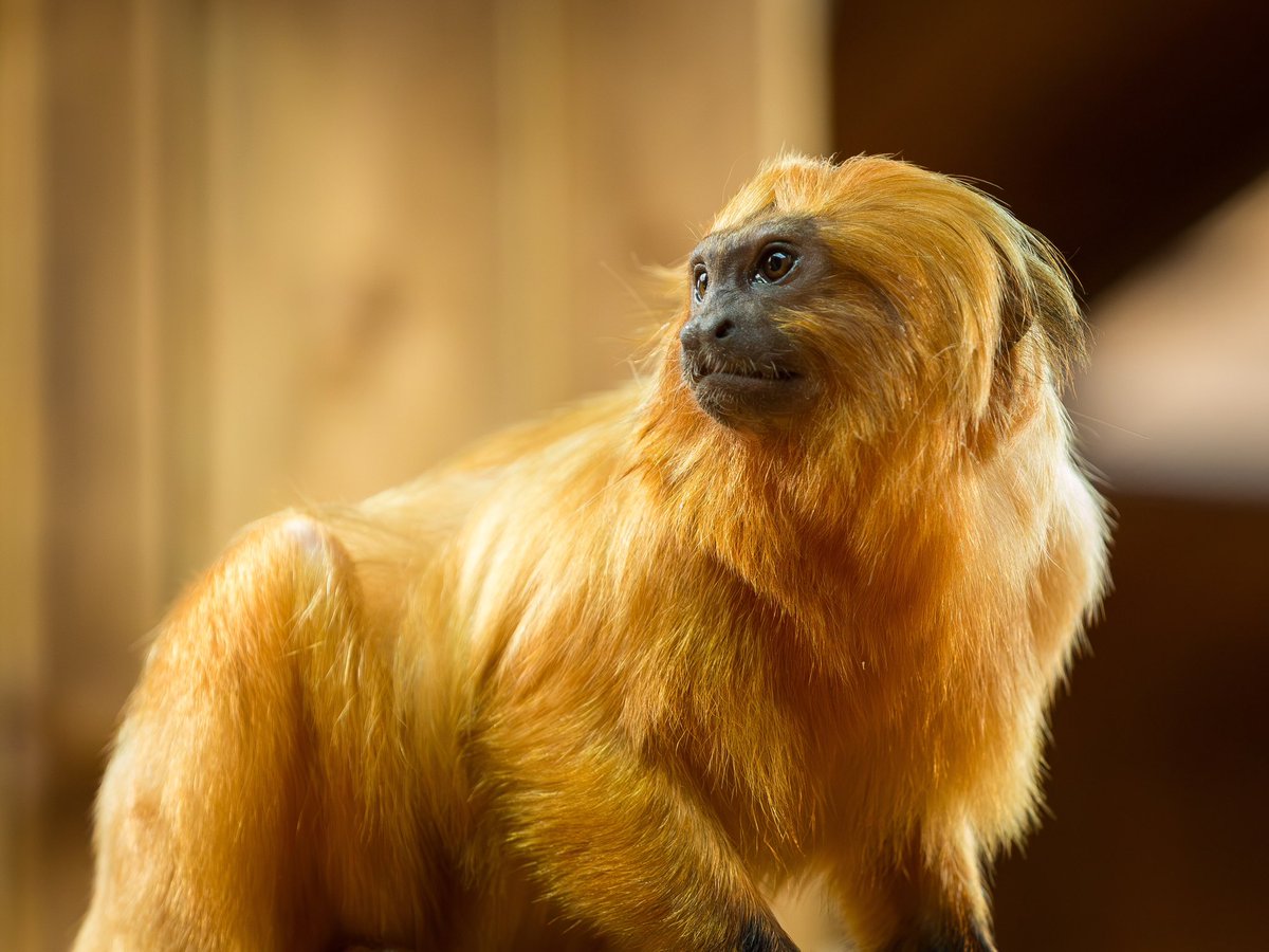 Golden lion tamarin #zoo #colchesterzoo #animal #tamarin #photo #photography