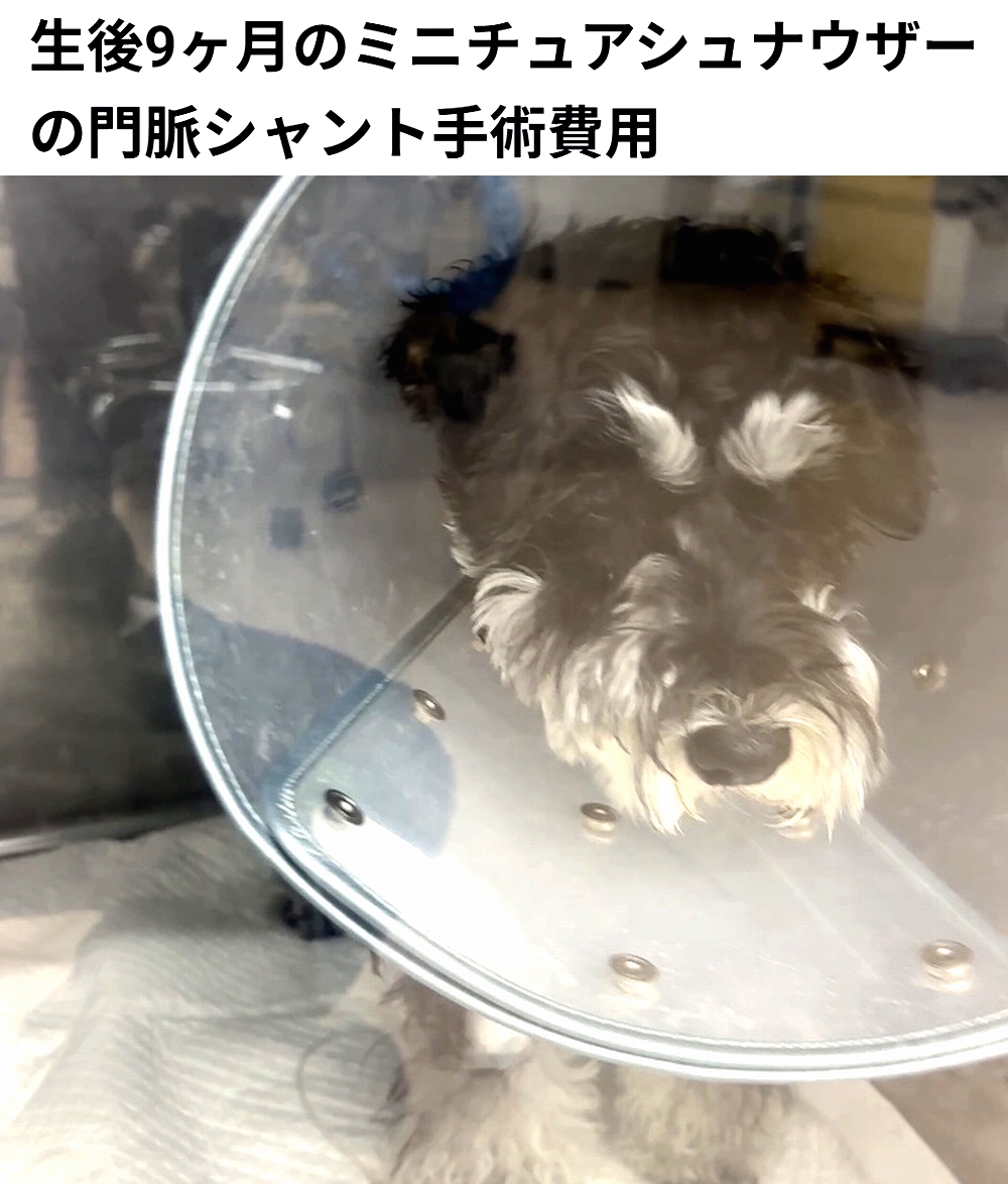 🆘#拡散希望🆘
ヴィッケ ちゃん の 門脈シャント手術費用 / 治療費のクラファンへの御協力お願いします🙇‍♂️
↓
readyfor.jp/projects/167721

本日23時終了です！
ですが、達成率28%(残り57万2千円)と、大変 厳しい状況です！
達成率が100%に達しないと支援金を頂けません。
ご支援お願い致します🙇‍♂️