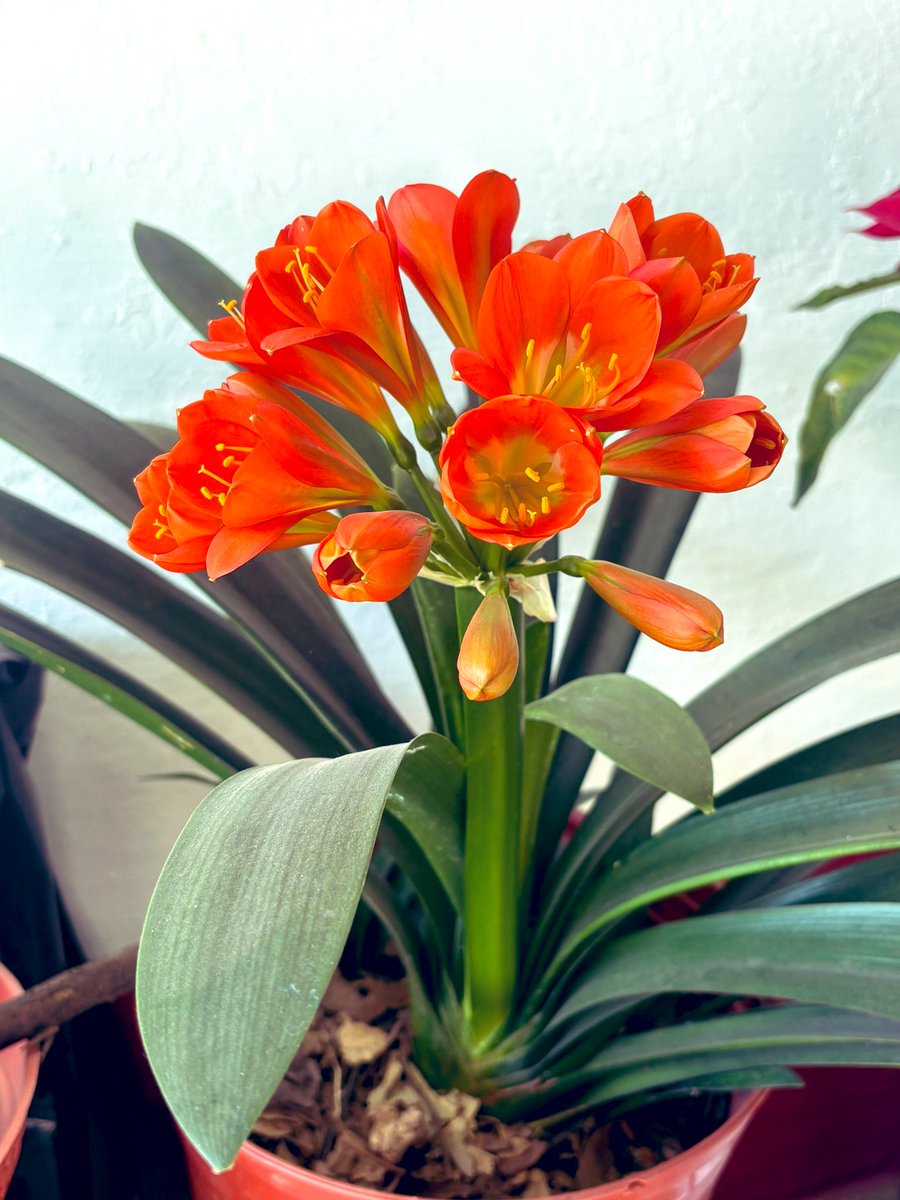 ıll🅂🅐🅄llı tweet media