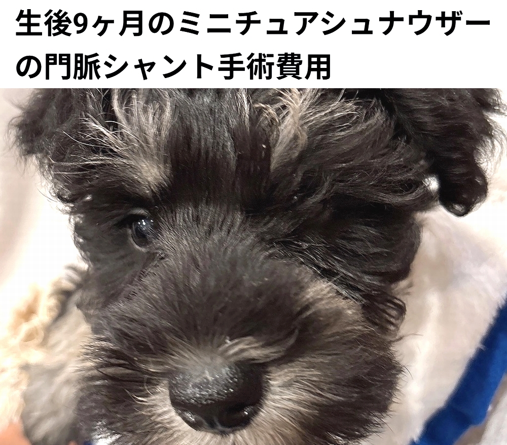 🆘#拡散希望🆘
ヴィッケ ちゃん の 門脈シャント手術費用 / 治療費のクラファンへの御協力お願いします🙇‍♂️
↓
readyfor.jp/projects/167721

本日23時終了です！
ですが、達成率28%(残り57万2千円)と、大変 厳しい状況です！
達成率が100%に達しないと支援金を頂けません。
ご支援お願い致します🙇‍♂️