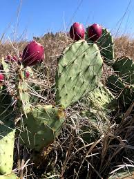 #haikuhorrorprompt 2/27: "cut out"

front bike tire cut out
flying over handles there's
prickly pear ahead