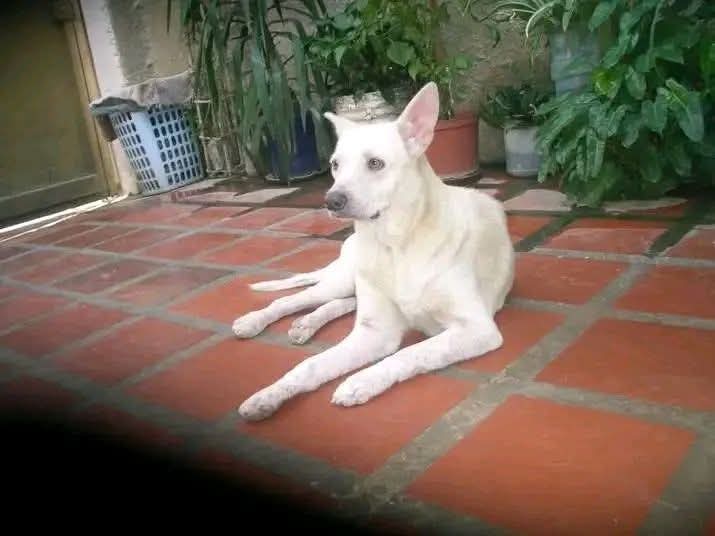 En adopción a persona responsable y que quiera a los animales. Se llama Luna y está esterilizada. Es de tamaño grande y es muy dócil. Se lleva bien con perros y gatos. Está ubicada en Maracay, estado Aragua. Interesados por favor comunicarse al 0416-8458705. Difundimos