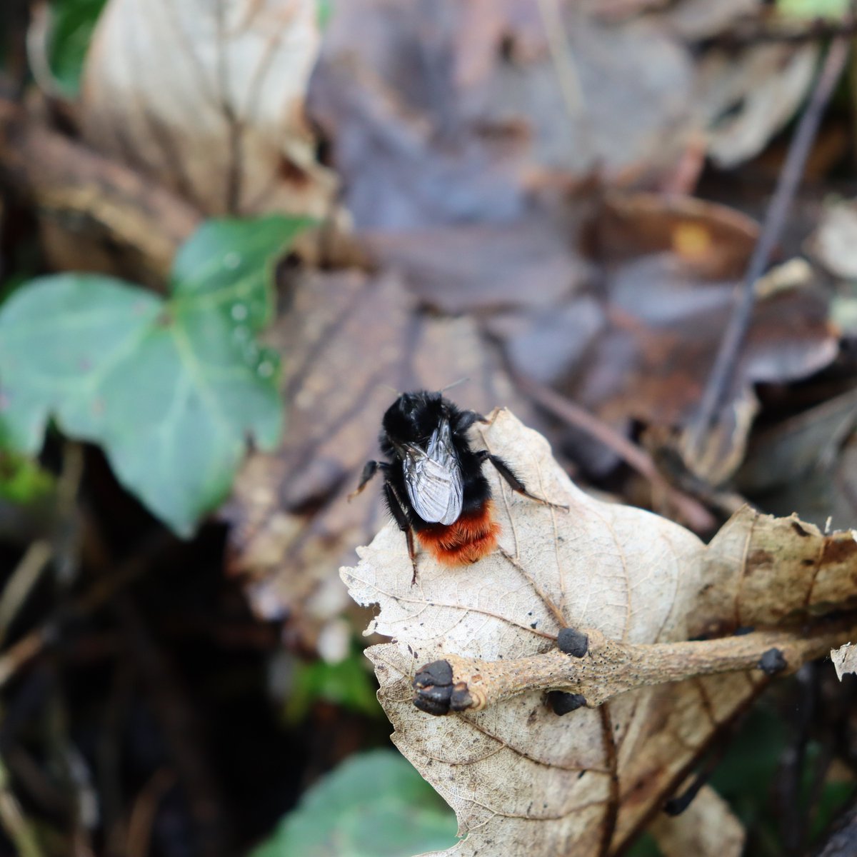 Newbridge Tidy Towns Association #DroicheadNua tweet media