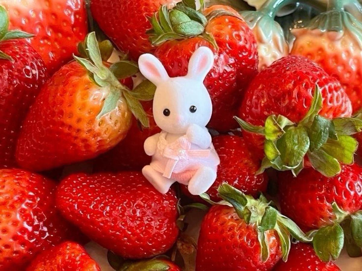 ໊ 𓃹 (@bunnyroan) / Posts / X