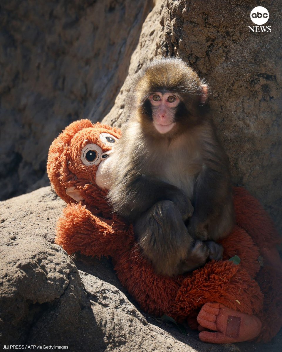 パンチくん　ぬいぐるみ大(2等)市川動植物園限定 パンチくん人気で市川市動植物園が大混雑 ぬいぐるみ抱きしめ群れに