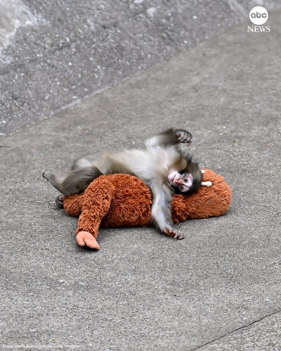 ABC's tweet photo. Fans are lining up at Japan's Ichikawa Zoo to see Punch, the seven-month-old macaque monkey who attached himself to a stuffed orangutan after being abandoned at birth.

https://t.co/WZdLZMwBJb https://t.co/dw9zrmbgk6