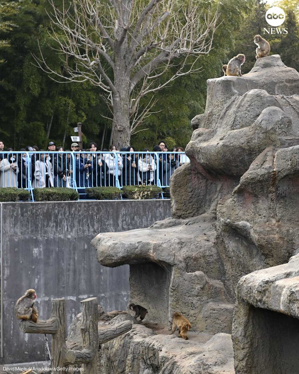 ABC's tweet photo. Fans are lining up at Japan's Ichikawa Zoo to see Punch, the seven-month-old macaque monkey who attached himself to a stuffed orangutan after being abandoned at birth.

https://t.co/WZdLZMwBJb https://t.co/dw9zrmbgk6