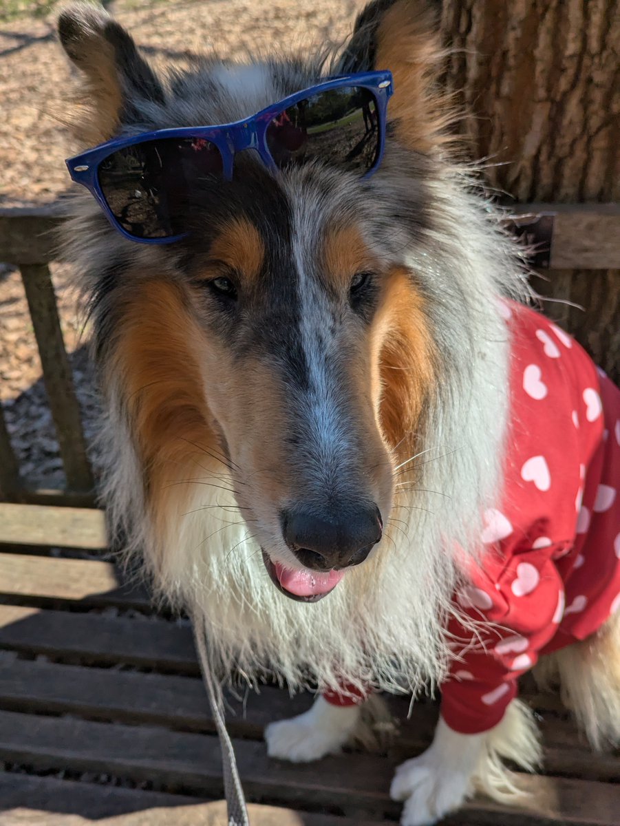 Jana Monji: The Dragon Lady 🐉 from Pasadena tweet media