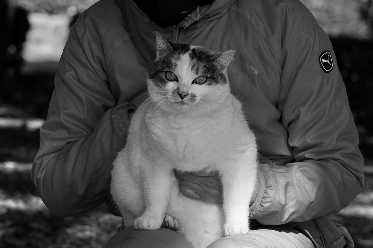 星座にも干支にもならず土曜日のわたしの膝におさまった猫　 岡本真帆