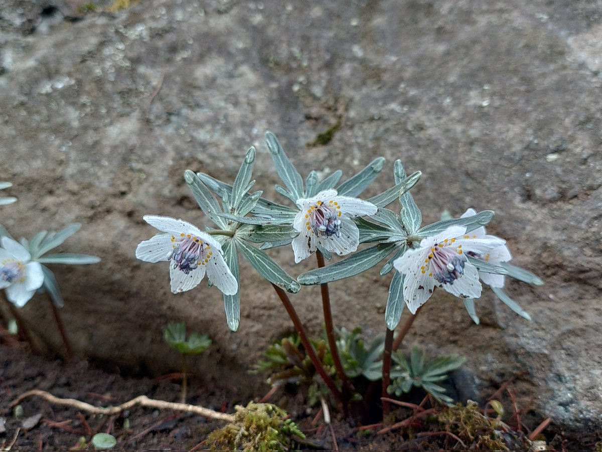 セツブンソウかわいい〜！❤ (女子か！)