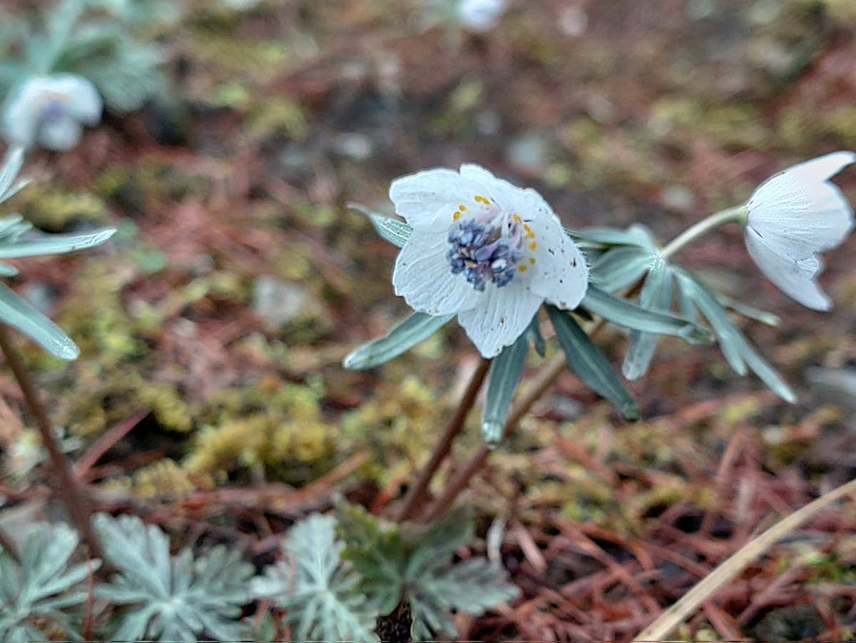 セツブンソウかわいい〜！❤ (女子か！)