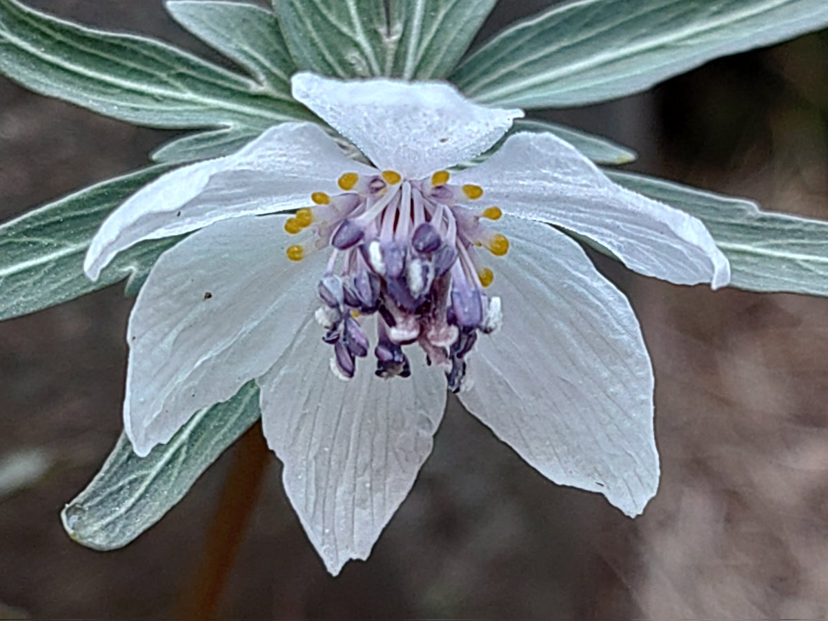 セツブンソウかわいい〜！❤ (女子か！)