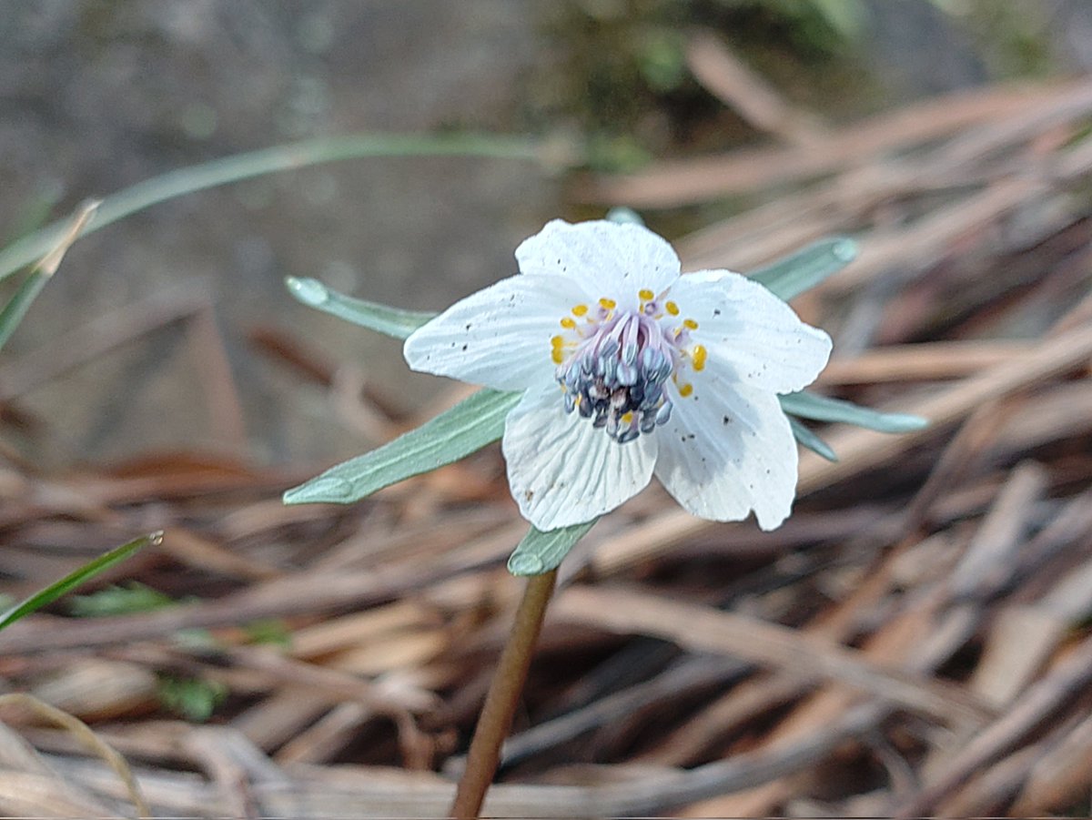 セツブンソウかわいい〜！❤ (女子か！)