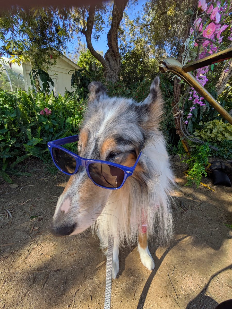 Jana Monji: The Dragon Lady 🐉 from Pasadena tweet media