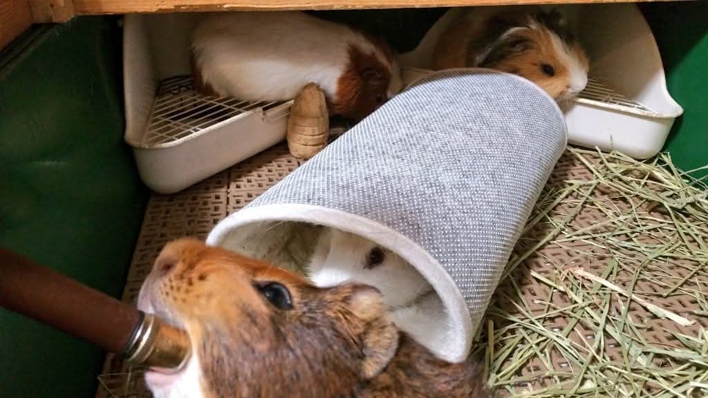 ちょっと　月末じゃないの
確定申告が終わってない
今日でなんとかしたい
でもきっとすぐ眠たくなる🤣

男子寮の思い出写真
ねずみのまっくのかお🤣みんなかわいいよぉ