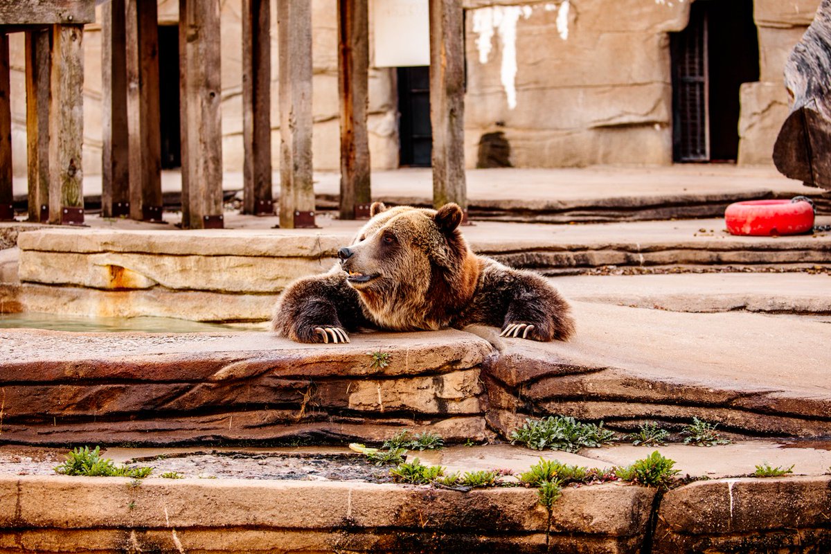 Tulsa Zoo tweet media