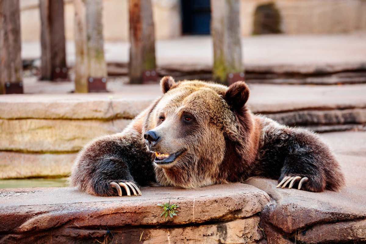 Tulsa Zoo tweet media