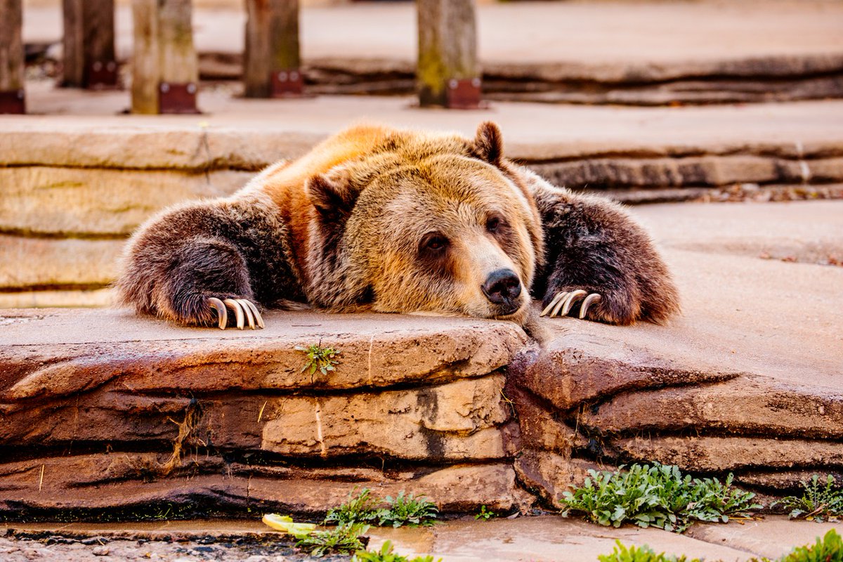 Tulsa Zoo tweet media