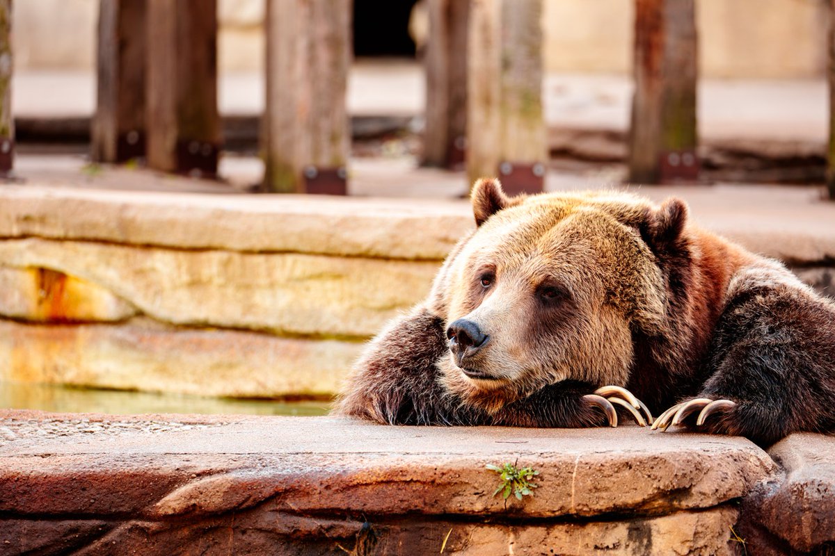 Tulsa Zoo tweet media