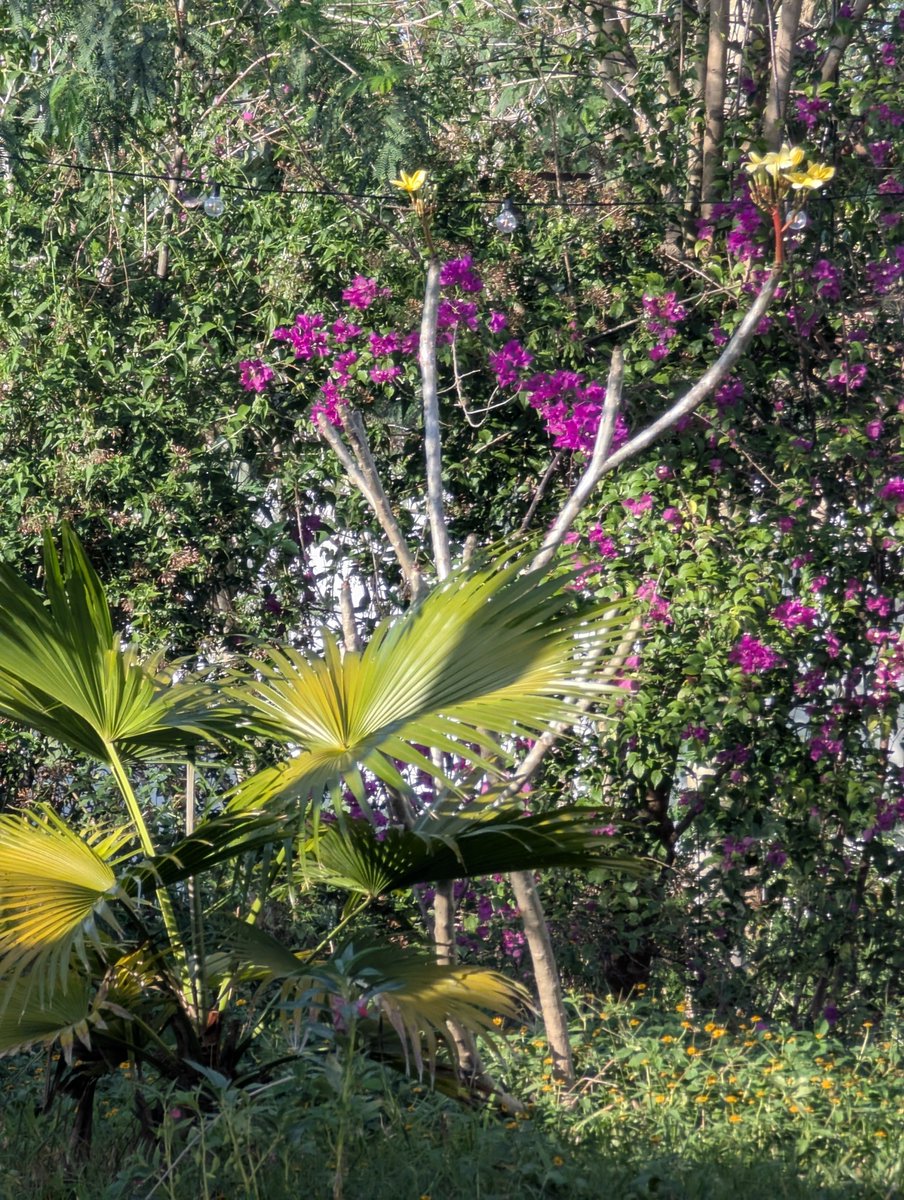 PMounou's tweet image. Je t'offre une petite balade au jardin en cette fin d'après-midi (ici il est 17h). Je viens de finir d'arroser, les oiseaux arrivent de partout pour se rafraîchir ☀️

Un joli moment zen, malgré toutes les galères, la Nature me soigne quand je la soigne

#jardin #Mexique