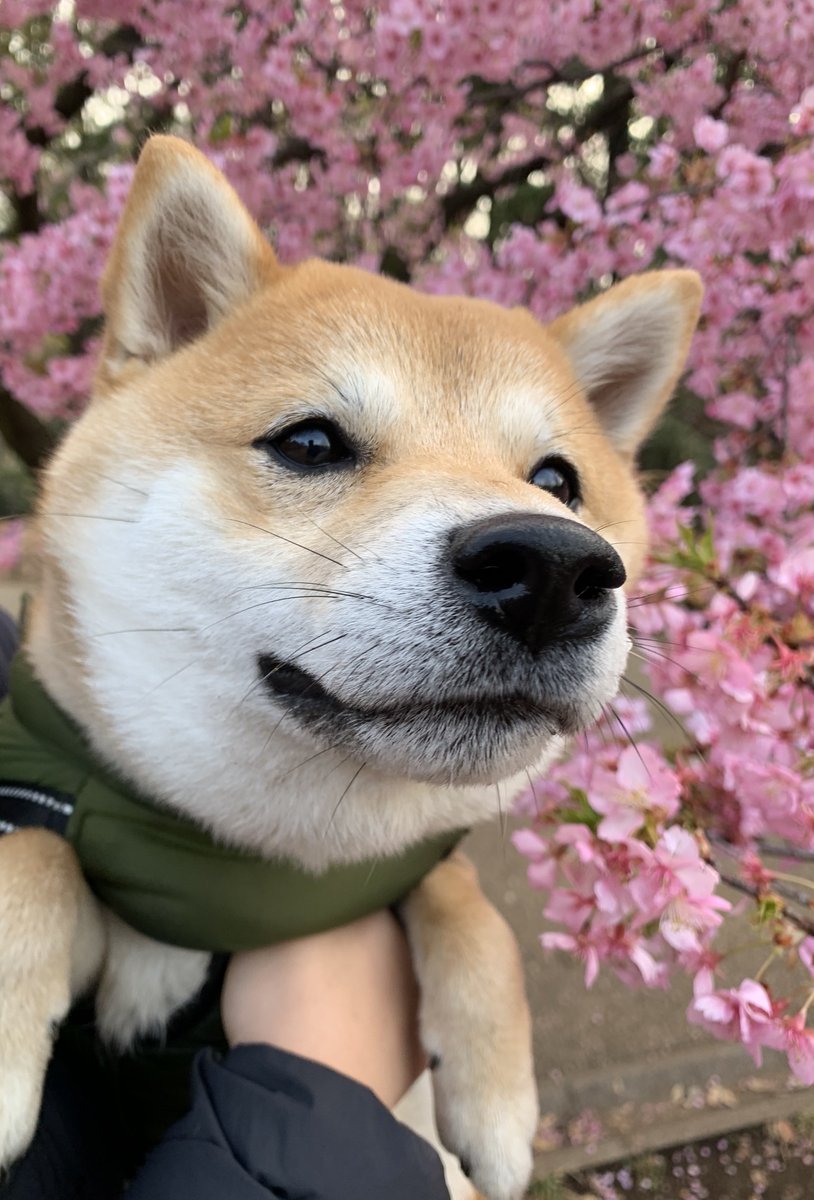 豆柴豆吉 (@mamekichi0620) / Posts / X