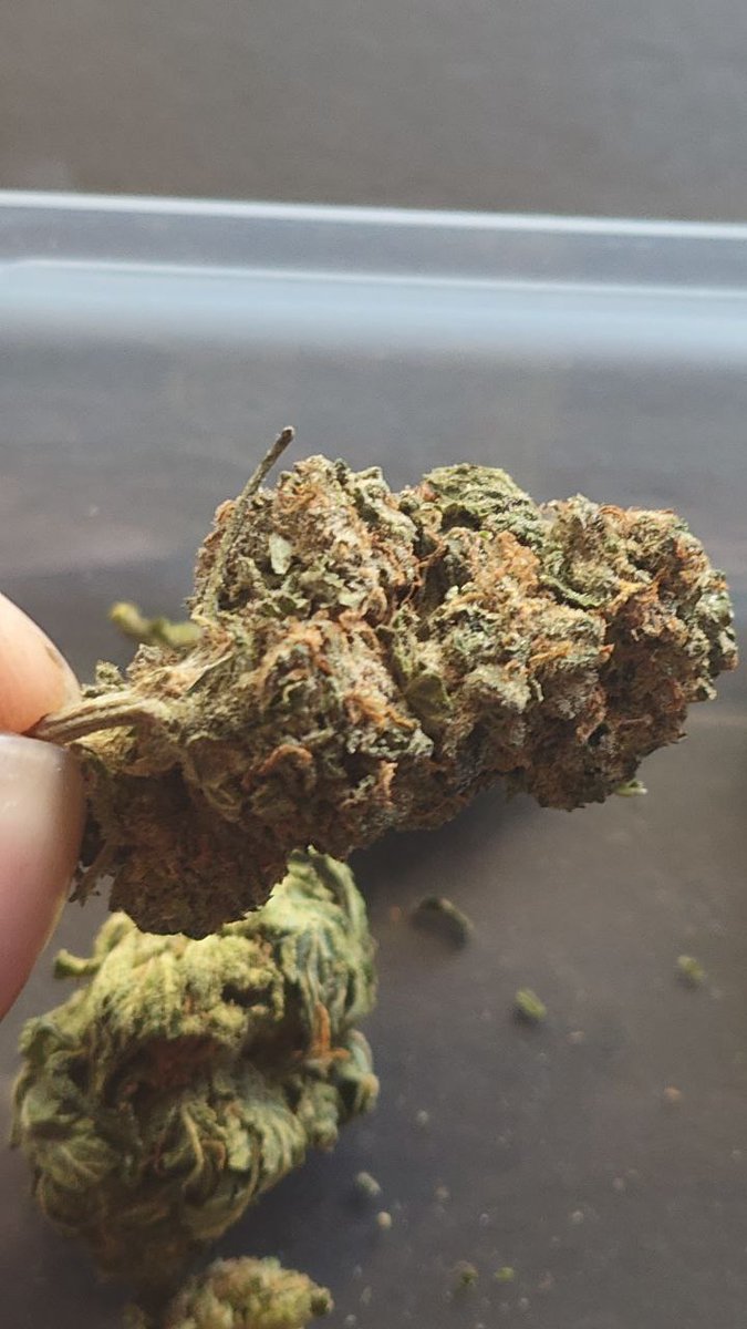 FlorCalfarms's tweet photo. Same day weed delivery in Palm Bay, Melbourne, Cocoa Beach, Kissimmee, Orlando, Winter Park, Daytona Beach, Deland, New Smyrna beach, Jacksonville, Orange Park, Fernandina Beach https://t.co/Y6dX90Di9E