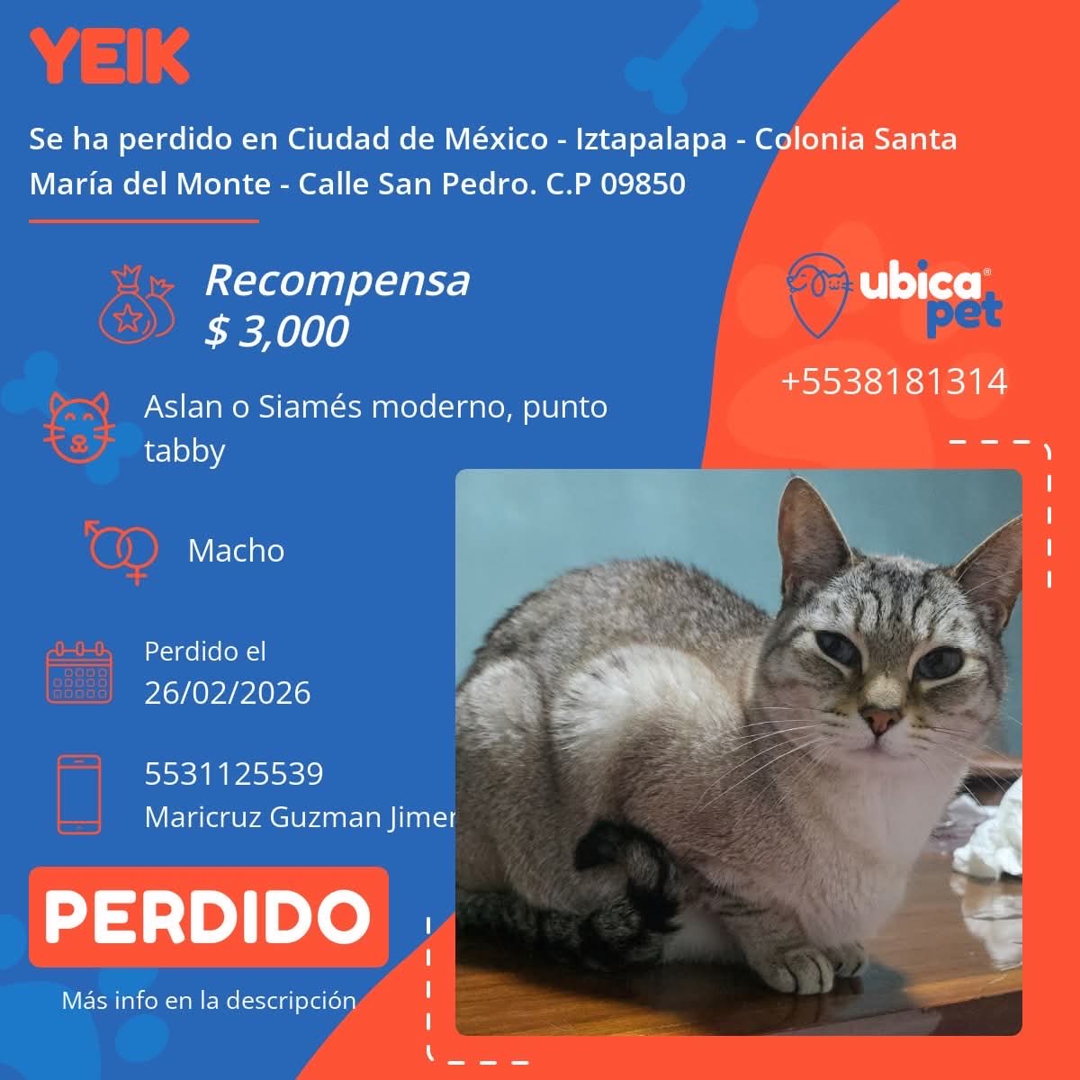 🟠 PERDIDO 🟠
👉 Más info: ubicapet.com.mx/perdidos/yeik-…

P6498

▪️Yeik
▪️Macho
▪️Aslan o Siamés moderno punto tabby 
▪️Color arena con cara, patas y cola color tabby o atigradas
▪️Sin Collar
▪️Sin Placa
▪️CDMX 
▪️Iztapalapa 
▪️Colonia Santa María del Monte