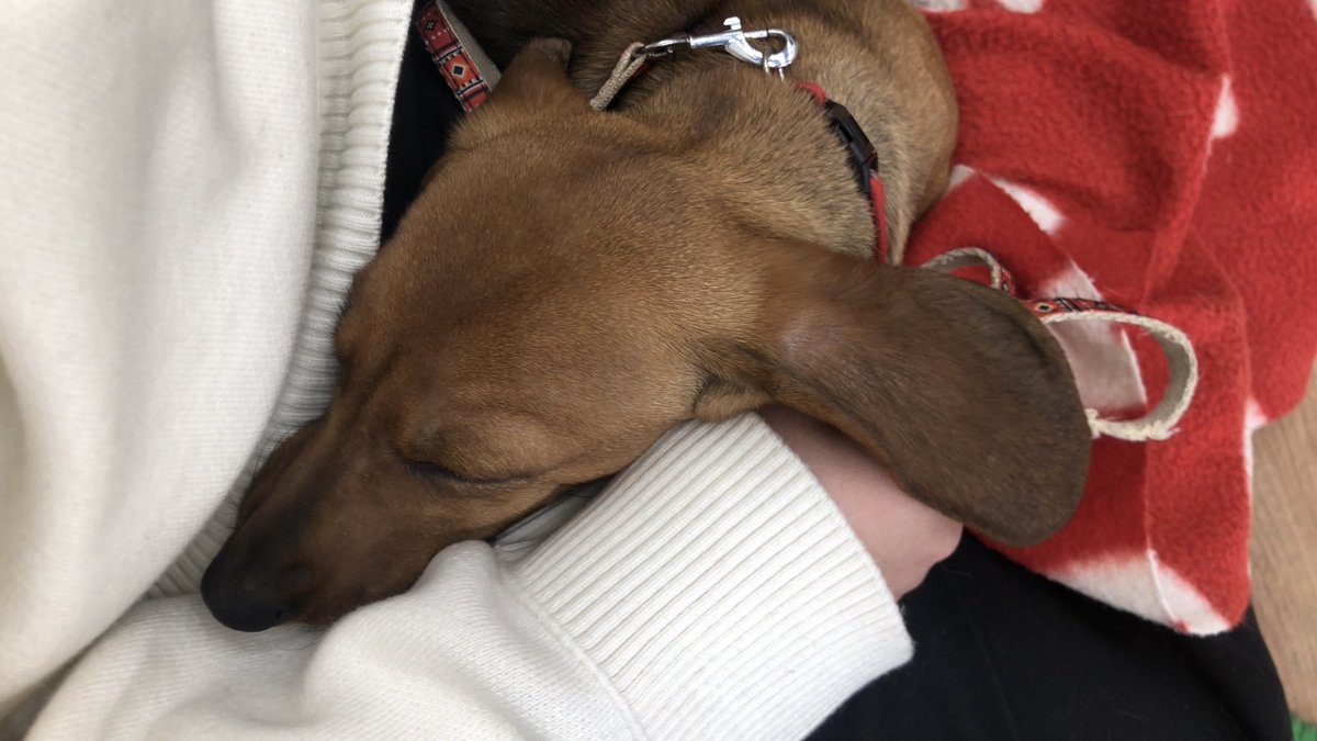 犬になりたい。

※わたしの膝の上で寝てるわんちゃん